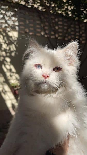 Persian cat triple coat 2 color eyes 1