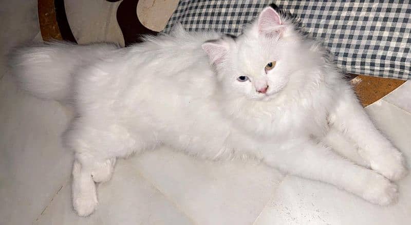 Persian cat triple coat 2 color eyes 2