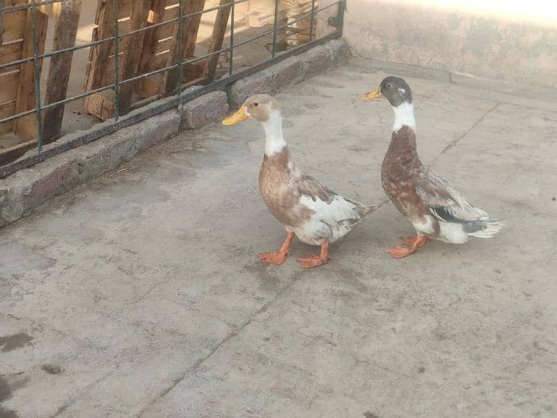 Duck pair 0