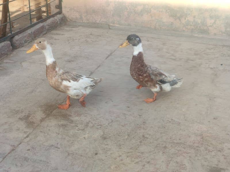 Duck pair 1