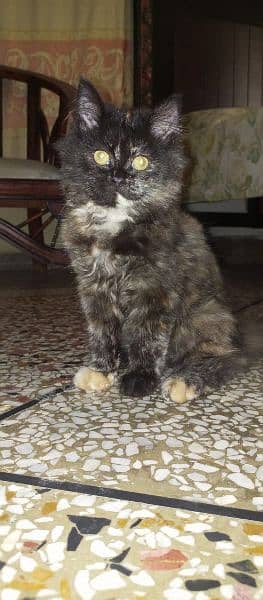 Persian Pair kittens Sale 1