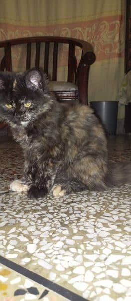 Persian Pair kittens Sale 3