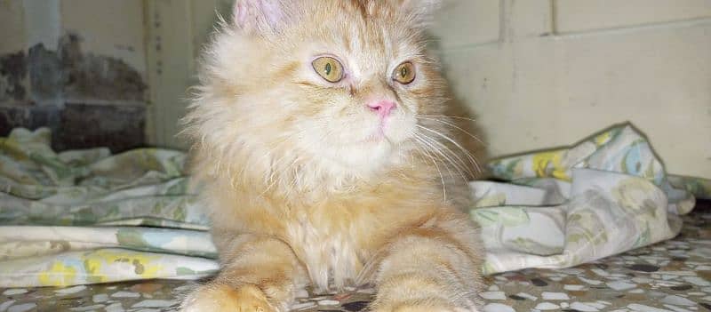 Persian Pair kittens Sale 6