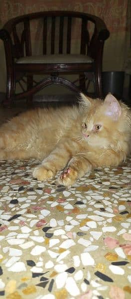 Persian Pair kittens Sale 8