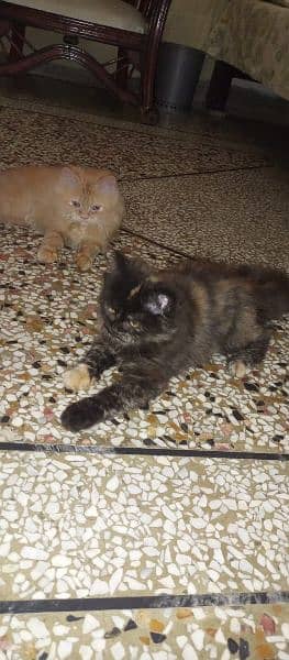 Persian Pair kittens Sale 9