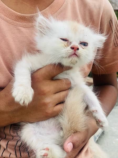 persian kitten 3ripple coated for sale 1