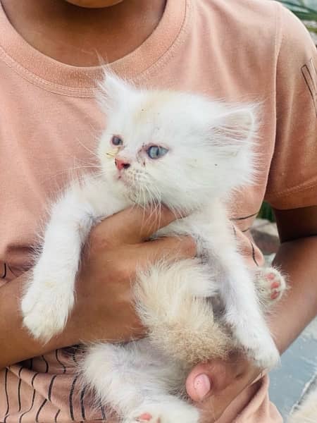 persian kitten 3ripple coated for sale 2