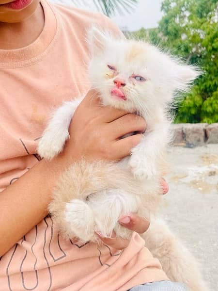 persian kitten 3ripple coated for sale 3