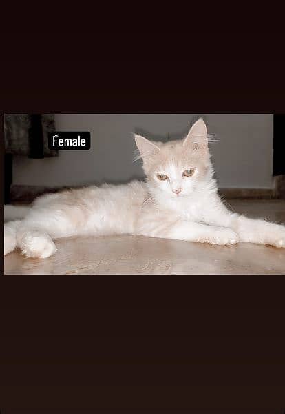 Persian kittens cat for sell 5