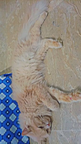 Persian kittens cat for sell 6