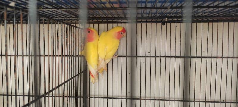 lovebirds and cockatiels 1