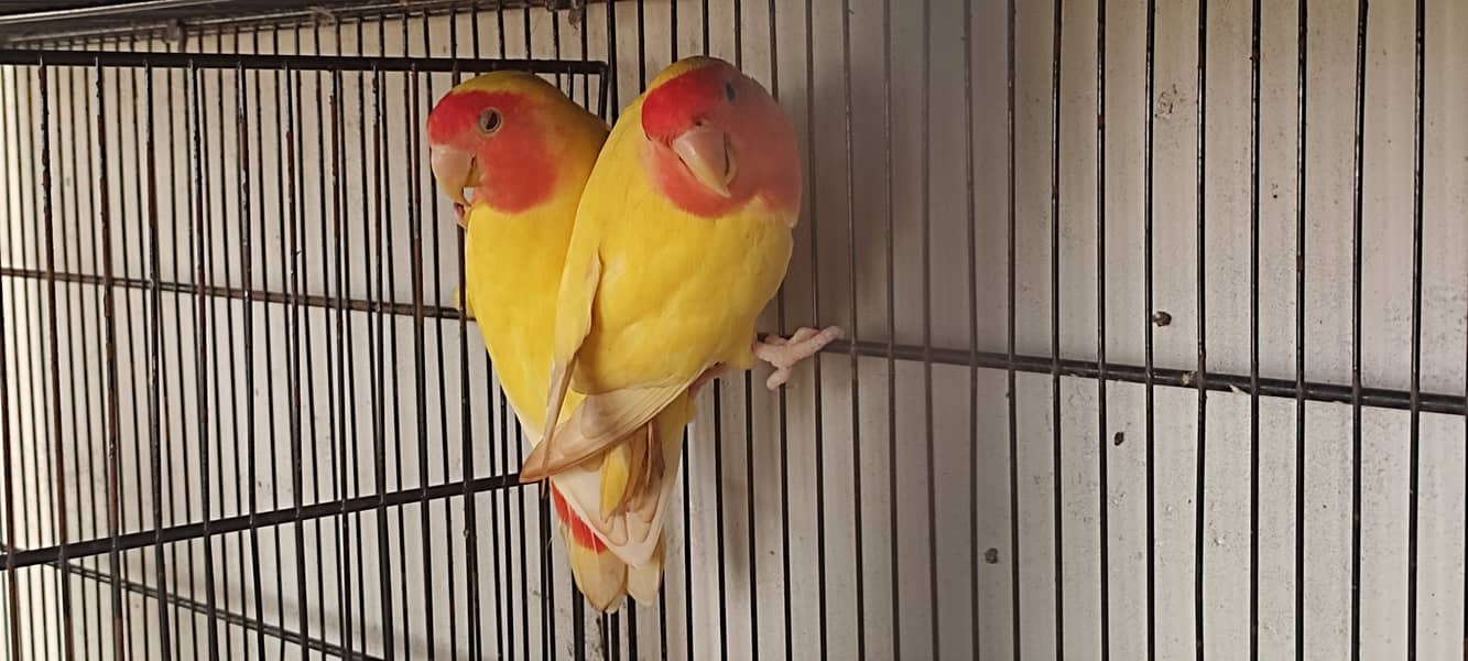 lovebirds and cockatiels 6