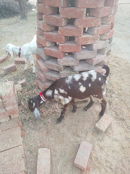 kheri bakri 03264645246 0