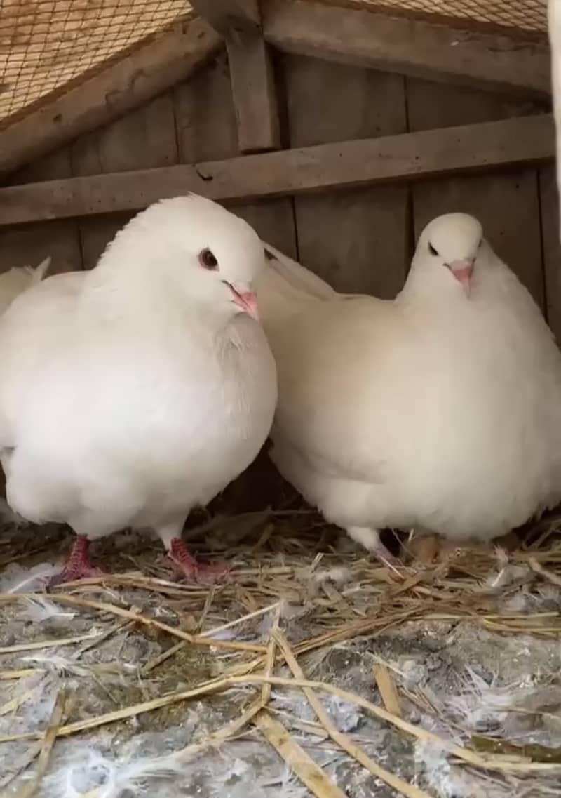 King Pigeon Breeder pair 1