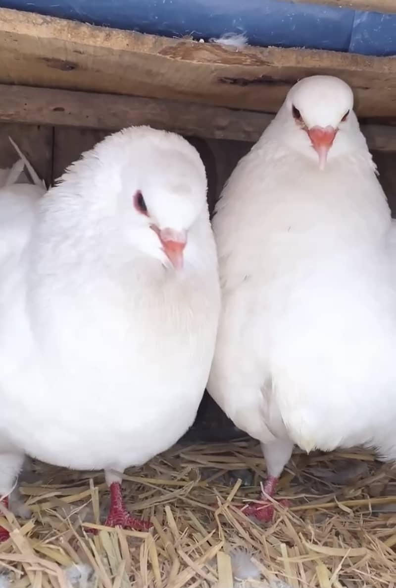 King Pigeon Breeder pair 3