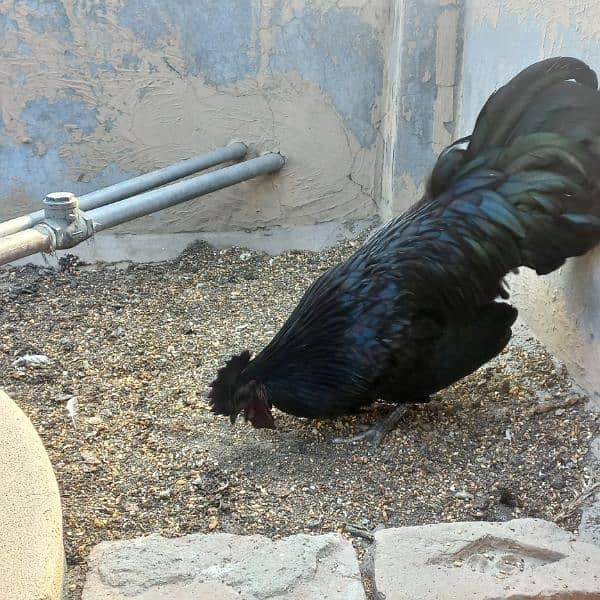 Dark grey tongue ayam cemani breeder for urgent sale 0