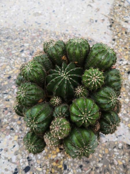 Different types of cactus mother plant 0