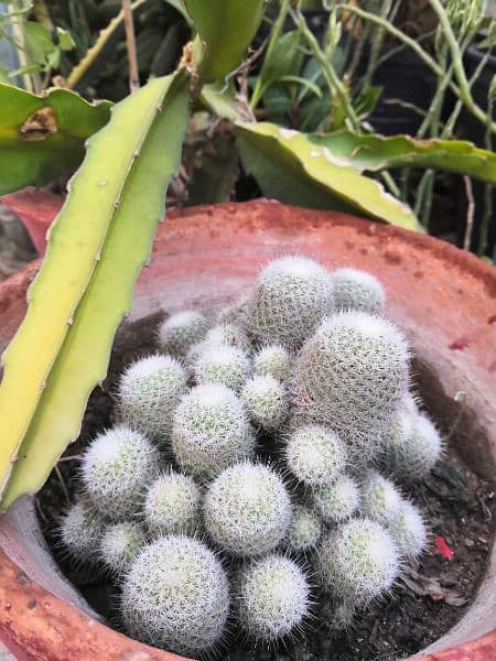 Different types of cactus mother plant 1