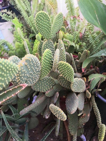 Different types of cactus mother plant 2