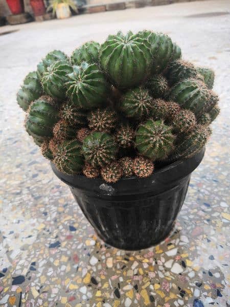 Different types of cactus mother plant 3