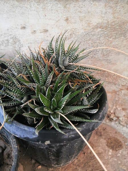 Different types of cactus mother plant 4