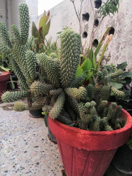 Different types of cactus mother plant 7