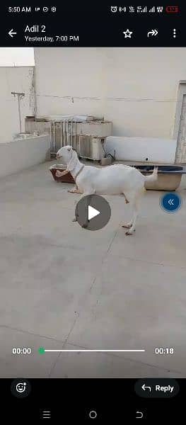 Gulabi bakri 3 months gabban 0