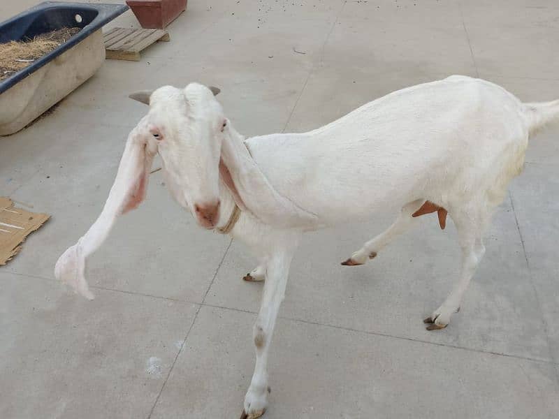 Gulabi bakri 3 months gabban 2