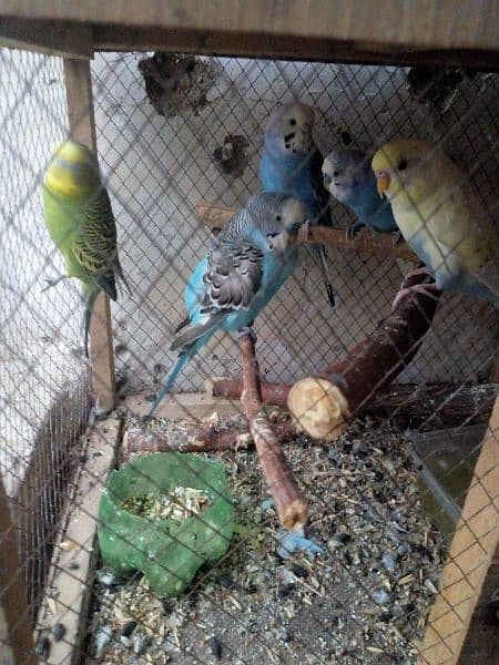 BUDGIES LOOKING FOR NEW SHELTER 2