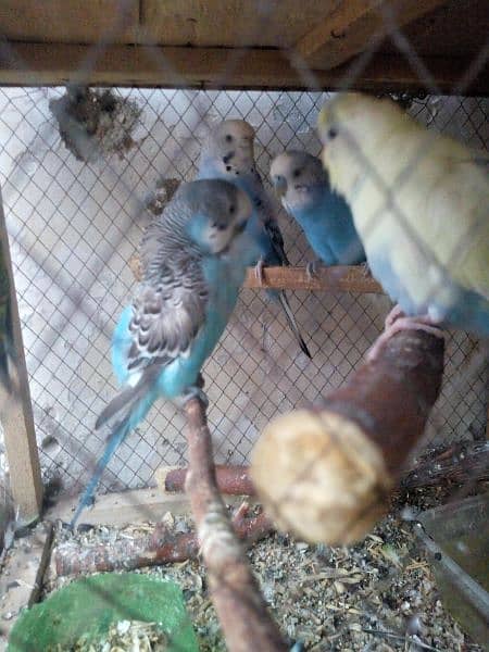 BUDGIES LOOKING FOR NEW SHELTER 3