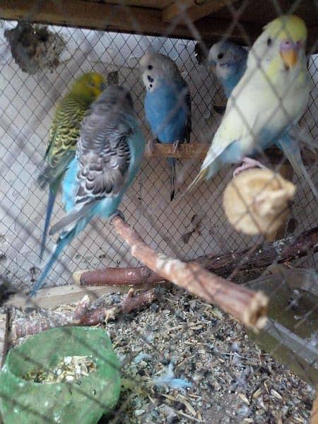 BUDGIES LOOKING FOR NEW SHELTER 4
