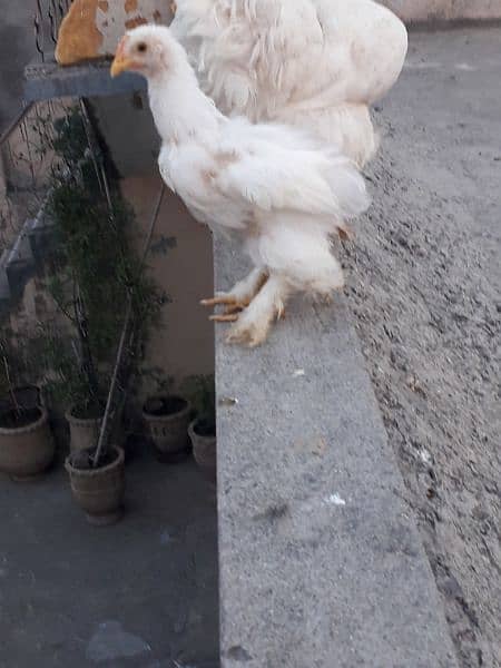 3 full white heavy buff chicks Rs 7000 final 0