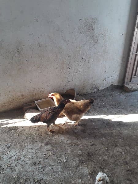 3 full white heavy buff chicks Rs 7000 final 1