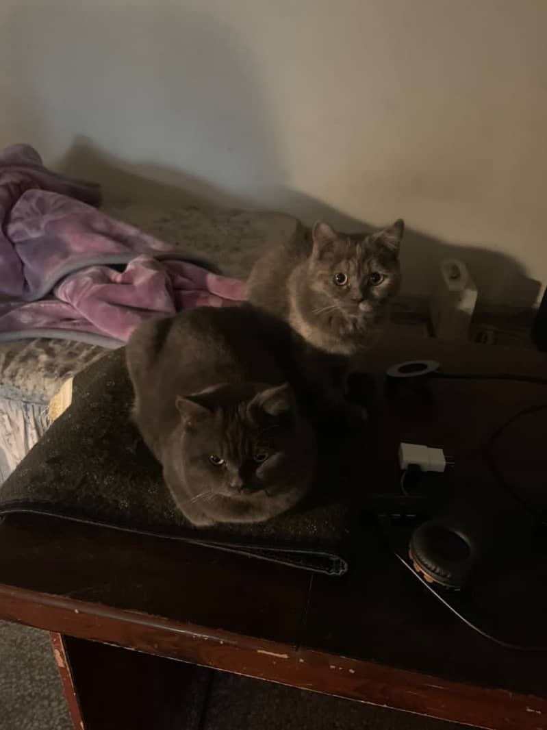 British Shorthair Cats Pair + Amenities Included 2