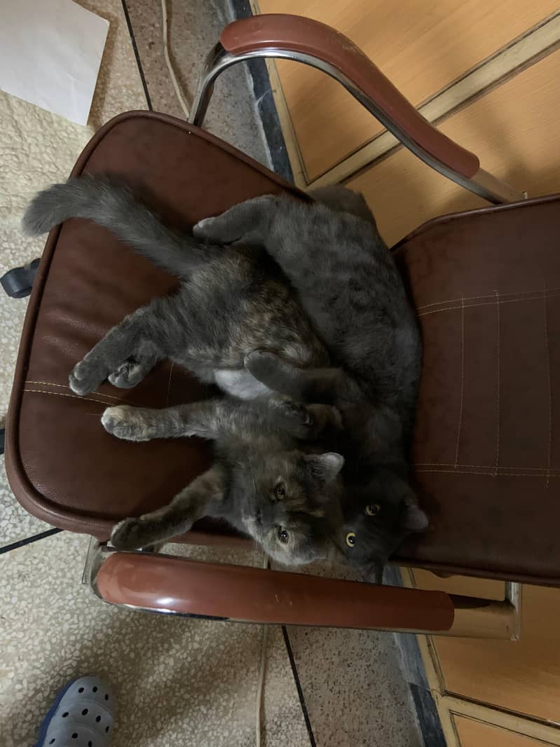 British Shorthair Cats Pair + Amenities Included 4