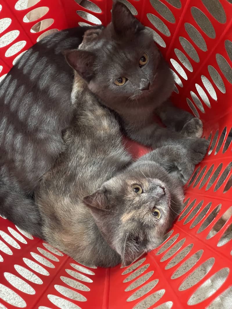 British Shorthair Cats Pair + Amenities Included 9