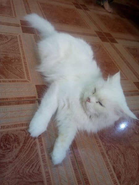 Persian cat for sale 1