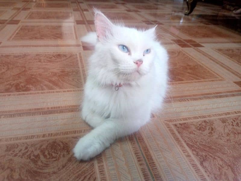 Persian cat for sale 3