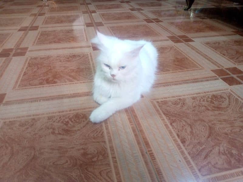 Persian cat for sale 4