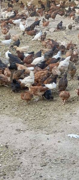 homemade chicken male female mix hens 0