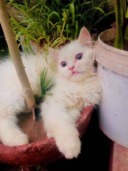 Persian Triple cot Blue eyes kitten 1