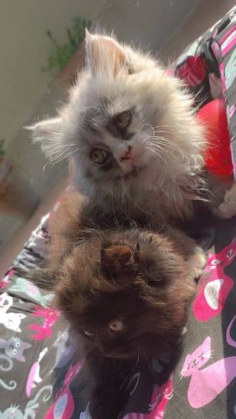 persian kittens 1