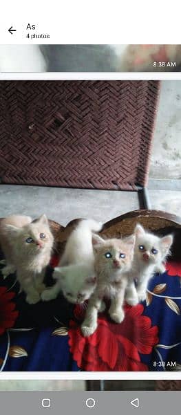 cat for sell 3