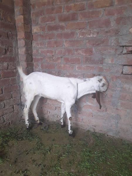 Goat Female 0