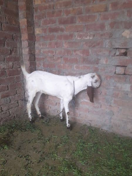Goat Female 1