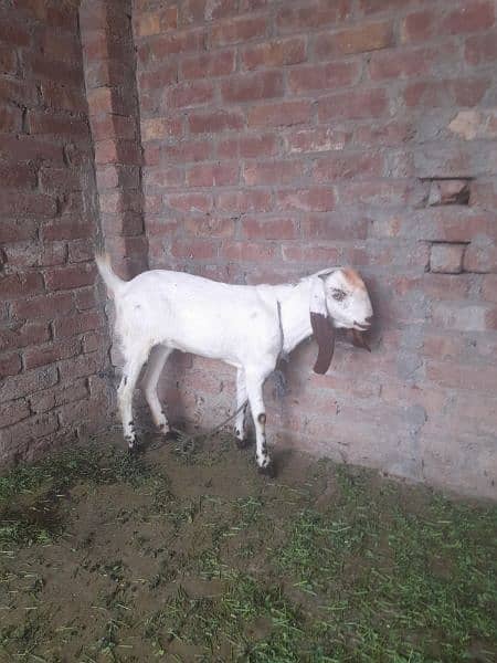 Goat Female 2