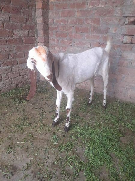 Goat Female 4