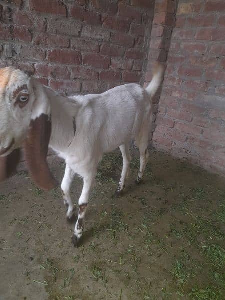 Goat Female 11