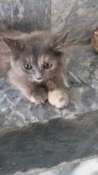 cat baby 3 month old for sale 2