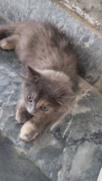 cat baby 3 month old for sale 3